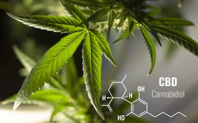 Cannabidiol, el activo de moda